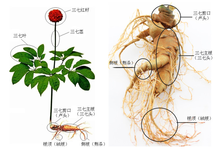 云南三七剪口的作用比三七个头大吗？怎么判断？