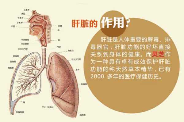 益阳张先生使用三七对抗吸血虫病 还能保护肝脏