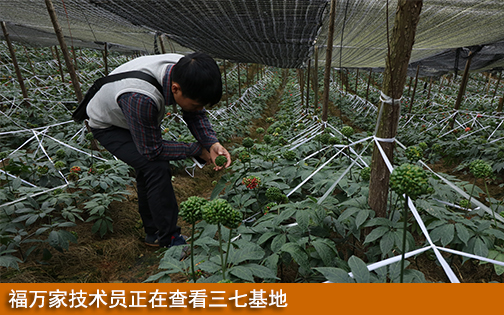 博观而约取  厚积而薄发 三七种植从入门到精通