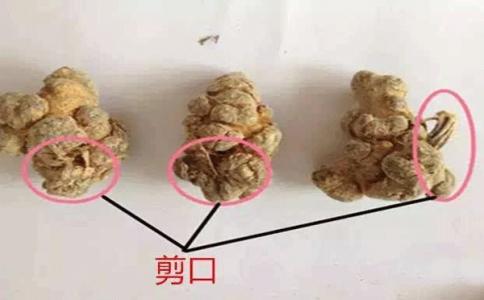 不带剪口的三七