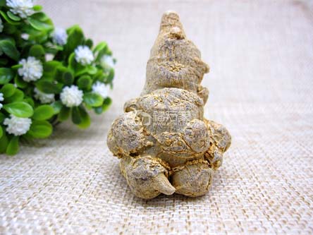 喝三七粉要注意的