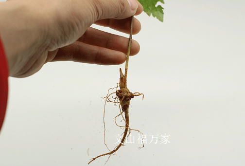 盒子、花盆能栽培三七？种植三七简单？