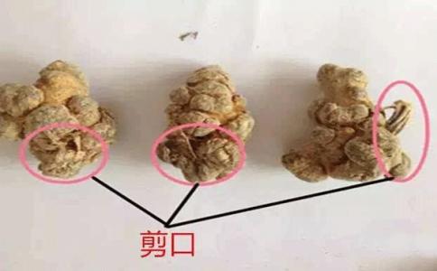戴帽三七与滑头三七