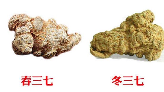 饱满和干瘪的三七