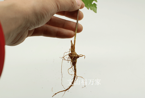 三七生长过程