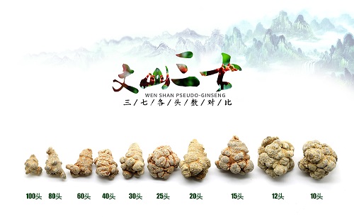 文山三七为什么好