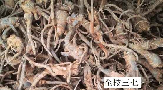 全枝三七冒充野生三七