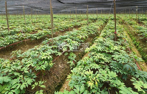 文山三七种植基地