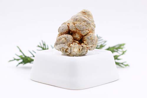 三七好种植吗